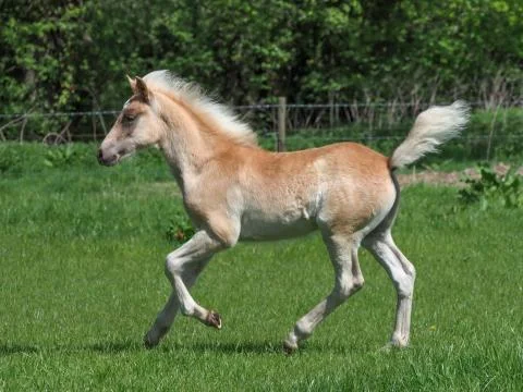 Cute Haflinger Foal Stock Photos