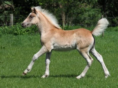 Cute Haflinger Foal Stock Photos
