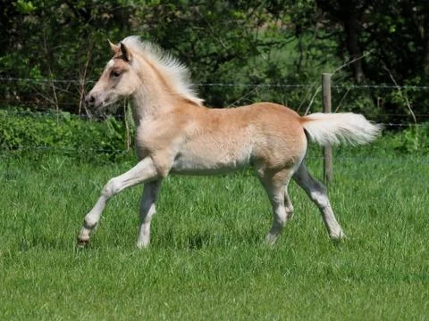 Cute Haflinger Foal Stock Photos