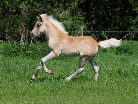 Cute Haflinger Foal Stock Photos