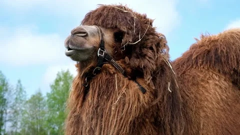A cute hairy camel turns its head and looks in different directions. Stock Footage 154764671