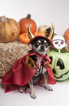 Cute halloween devil dog Stock Photos