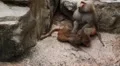 Cute Hamadryas Baboon Monkey, Part of a Sacred Baboon Monkeys Harem HD Footage