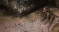 Cute Hamadryas Baboon Monkey, Part of a Sacred Baboon Monkeys Harem HD Footage
