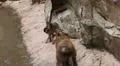 Cute Hamadryas Baboon Monkey, Part of a Sacred Baboon Monkeys Harem HD Footage
