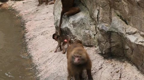 Cute Hamadryas Baboon Monkey, Part of a Sacred Baboon Monkeys Harem 動画素材 8645102