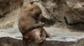 Cute Hamadryas Baboon Monkey, Part of a Sacred Baboon Monkeys Harem HD Footage