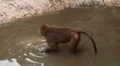 Cute Hamadryas Baboon Monkey, Part of a Sacred Baboon Monkeys Harem HD Footage