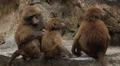 Cute Hamadryas Baboon Monkey, Part of a Sacred Baboon Monkeys Harem HD Footage