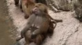 Cute Hamadryas Baboon Monkey, Part of a Sacred Baboon Monkeys Harem HD Footage
