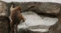 Cute Hamadryas Baboon Monkey, Part of a Sacred Baboon Monkeys Harem HD Footage
