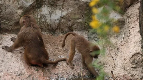Cute Hamadryas Baboon Monkey, Part of a Sacred Baboon Monkeys Harem Stockbeeldmateriaal 8646201
