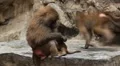 Cute Hamadryas Baboon Monkey, Part of a Sacred Baboon Monkeys Harem HD Footage