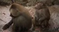 Cute Hamadryas Baboon Monkey, Part of a Sacred Baboon Monkeys Harem HD Footage