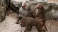 Cute Hamadryas Baboon Monkey, Part of a Sacred Baboon Monkeys Harem HD Footage