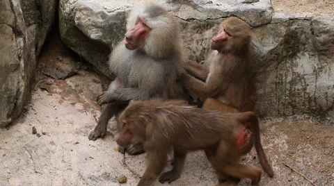 Cute Hamadryas Baboon Monkey, Part of a Sacred Baboon Monkeys Harem Stock Footage 8646324