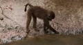 Cute Hamadryas Baboon Monkey, Part of a Sacred Baboon Monkeys Harem HD Footage