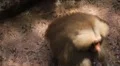 Cute Hamadryas Baboon Monkey, Part of a Sacred Baboon Monkeys Harem HD Footage
