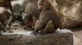 Cute Hamadryas Baboon Monkey, Part of a Sacred Baboon Monkeys Harem HD Footage