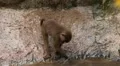 Cute Hamadryas Baboon Monkey, Part of a Sacred Baboon Monkeys Harem HD Footage