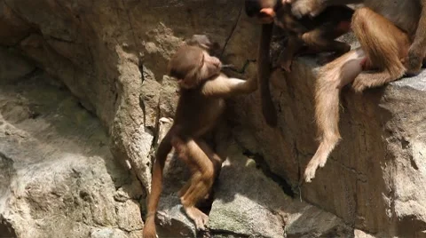 Cute Hamadryas Baboon Monkey, Part of a Sacred Baboon Monkeys Harem Видео 8646738