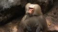 Cute Hamadryas Baboon Monkey, Part of a Sacred Baboon Monkeys Harem HD Footage