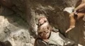 Cute Hamadryas Baboon Monkey, Part of a Sacred Baboon Monkeys Harem HD Footage
