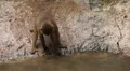 Cute Hamadryas Baboon Monkey, Part of a Sacred Baboon Monkeys Harem HD Footage