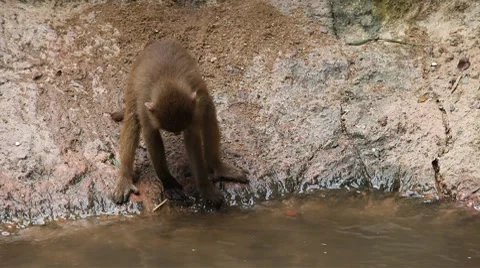 Cute Hamadryas Baboon Monkey, Part of a Sacred Baboon Monkeys Harem Vídeo Stock 8646772