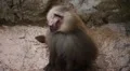 Cute Hamadryas Baboon Monkey, Part of a Sacred Baboon Monkeys Harem HD Footage