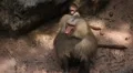 Cute Hamadryas Baboon Monkey, Part of a Sacred Baboon Monkeys Harem HD Footage