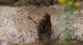 Cute Hamadryas Baboon Monkey, Part of a Sacred Baboon Monkeys Harem HD Footage
