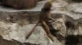Cute Hamadryas Baboon Monkey, Part of a Sacred Baboon Monkeys Harem HD Footage