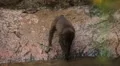 Cute Hamadryas Baboon Monkey, Part of a Sacred Baboon Monkeys Harem HD Footage