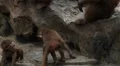 Cute Hamadryas Baboon Monkey, Part of a Sacred Baboon Monkeys Harem HD Footage