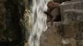 Cute Hamadryas Baboon Monkey, Part of a Sacred Baboon Monkeys Harem HD Footage