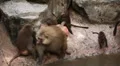 Cute Hamadryas Baboon Monkey, Part of a Sacred Baboon Monkeys Harem HD Footage