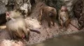 Cute Hamadryas Baboon Monkey, Part of a Sacred Baboon Monkeys Harem HD Footage