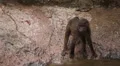 Cute Hamadryas Baboon Monkey, Part of a Sacred Baboon Monkeys Harem HD Footage