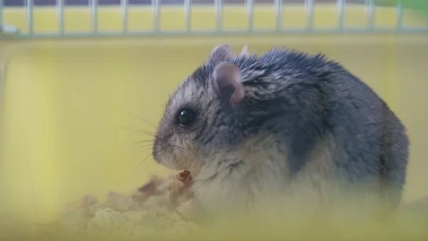 Cute hamster bites nuts in a cage close up Stock Footage 128351352