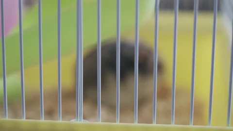 Cute hamster bites nuts in a yellow cage Stock Footage 128351255