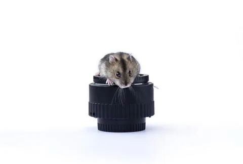 Cute hamster on camera lens Stock Photos