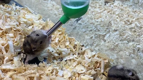 A cute hamster is drinking through water dispenser pipe Video stock 347541584