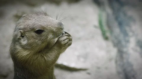 Cute Hamster Eating in 4K Stock Footage 67424208