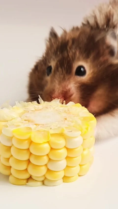 Cute hamster eating corn cob closeup on white background Stock Footage 323453674