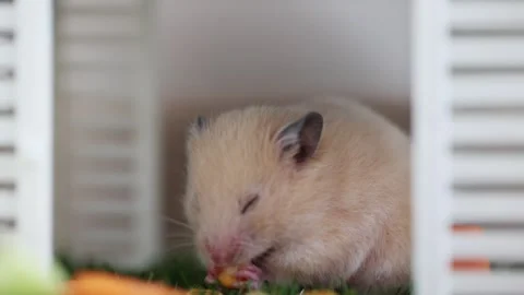 Cute hamster eating. hamster eats corn with his eyes closed with pleasure. Stock Footage 248621239