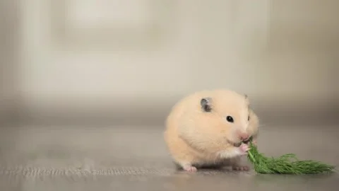 Cute hamster eats greens on a light background Stock-Footage 243445125
