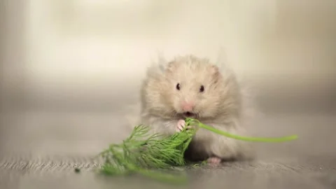 Cute hamster eats greens on a light background 스톡 동영상 243445135