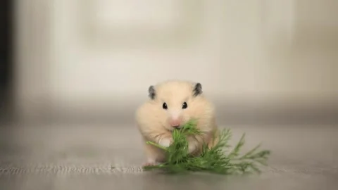 Cute hamster eats greens on a light background Stock Footage 243697290