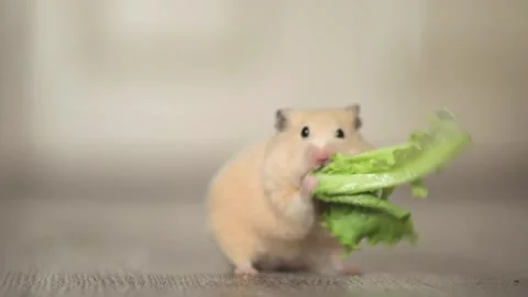 Cute hamster eats greens on a light background Vidéo 244334384